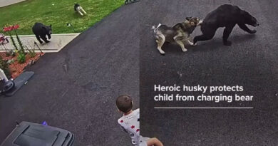 Bear Charges at Little Kid Across the Lawn — Unexpected Hero Saves the Day in Epic Fashion (Video)