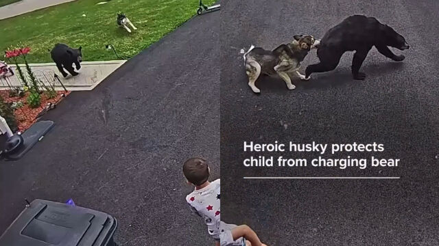 Bear Charges at Little Kid Across the Lawn — Unexpected Hero Saves the Day in Epic Fashion (Video)